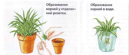 Найкращі ампельні квіти для кухні: опис, догляд та фото рослин 3 - Int Mebel цветы для кухни