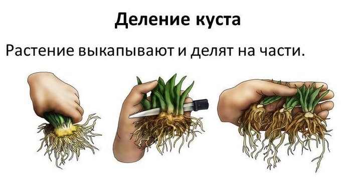 Найкращі ампельні квіти для кухні: опис, догляд та фото рослин 7 - Int Mebel цветы для кухни