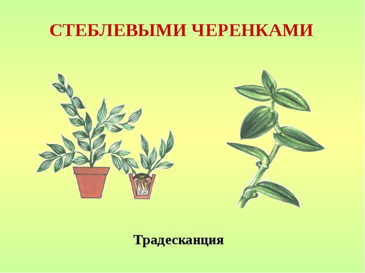 Найкращі ампельні квіти для кухні: опис, догляд та фото рослин 13 - Int Mebel цветы для кухни