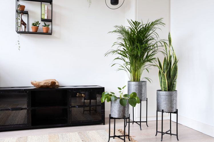 Підставка для квітів на підлогу: стильне рішення для озеленення інтер’єру 2 - Int Mebel Кілька підставок для вазонів різної висоти у світлому інтер’єрі квартири