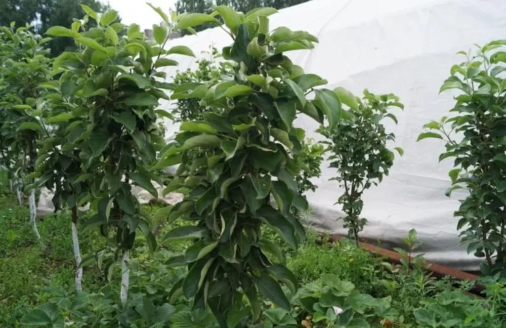 Що таке колоновидні плодові дерева та в чому їх особливість 2 - Int Mebel Що таке колоновидні плодові дерева та в чому їх особливість 1 - Int Mebel