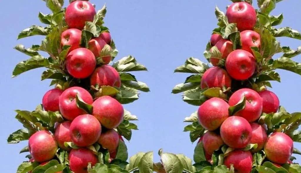 Що таке колоновидні плодові дерева та в чому їх особливість 4 - Int Mebel Що таке колоновидні плодові дерева та в чому їх особливість 3 - Int Mebel